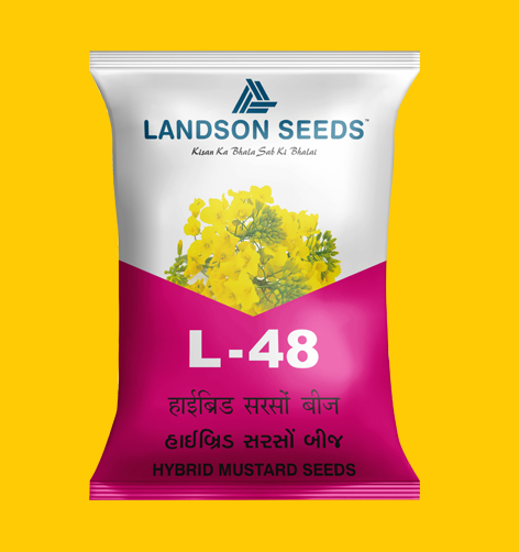 Hybrid mustard seeds