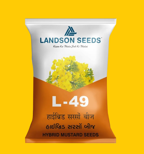 Hybrid mustard seeds