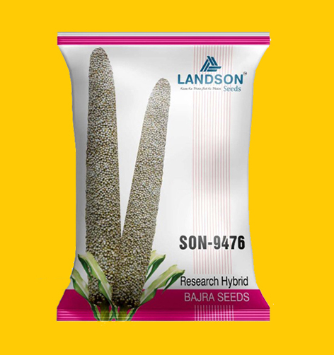 Hybrid Bajra Seeds