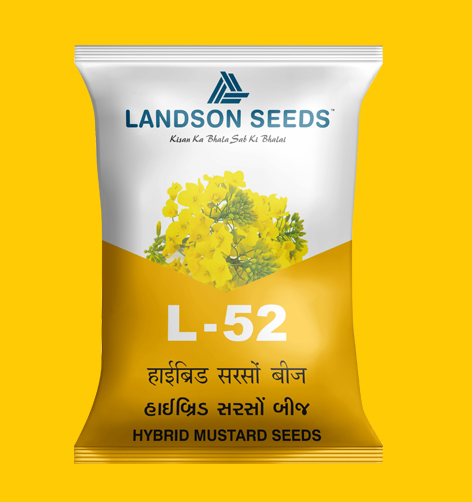 Hybrid mustard seeds