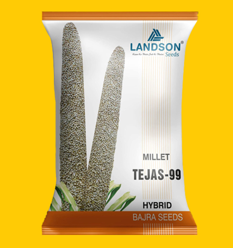 Hybrid Bajra Seeds